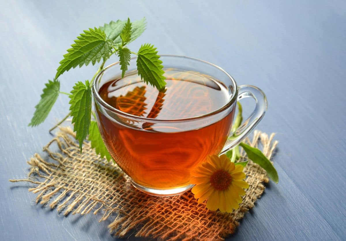 A glass cup filled with reddish-brown rooibos tea sits on a piece of burlap, with fresh nettle leaves and a yellow flower beside it.