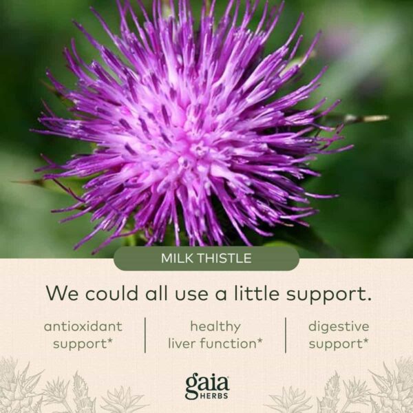 Close-Up Of A Purple Milk Thistle Flower With Health Benefits Listed Below By Gaia Herbs.